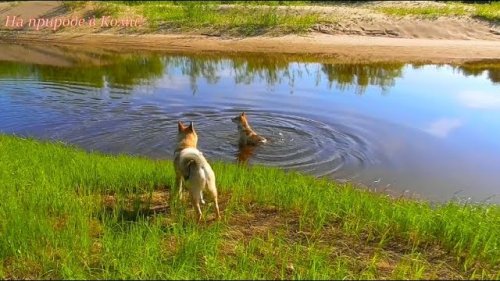 Поход с собаками в лес. Собрал грибы.