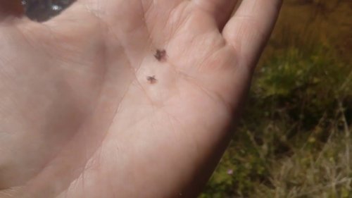 Клещи и цифокс  15 дней защита  Насколько реально