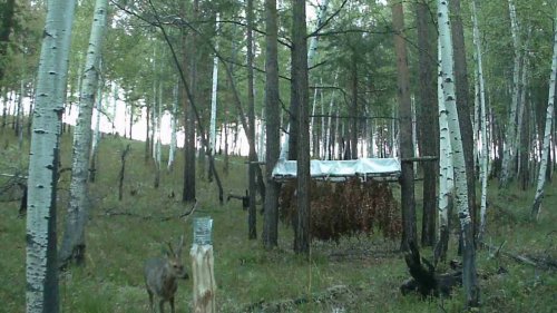 Фото ловушка