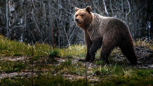 Медведь. Ликвидация…