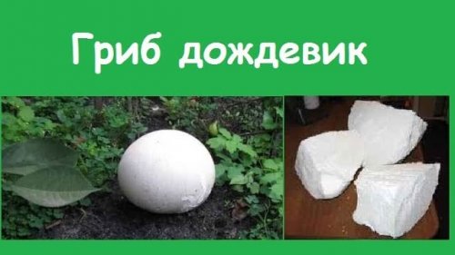 Гриб дождевик гигантский