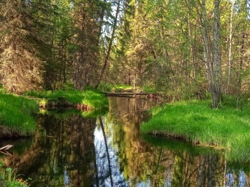 лесная речка