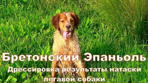 Бретонский Эпаньоль Дрессировка результаты натаски легавой собаки