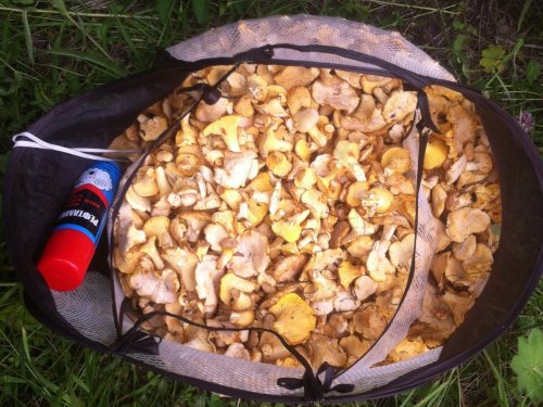За лисичками