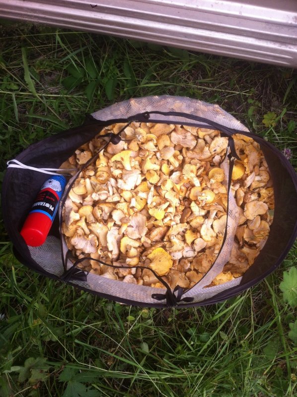 За лисичками
