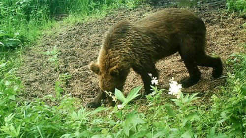 Приманка на медведя