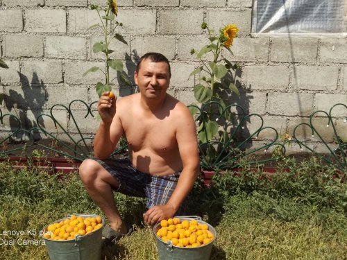 Урожай абрикосов
