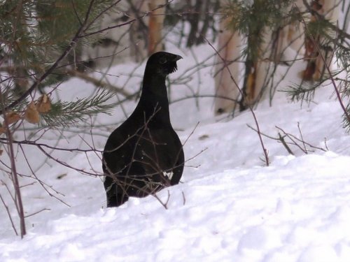 Сашка