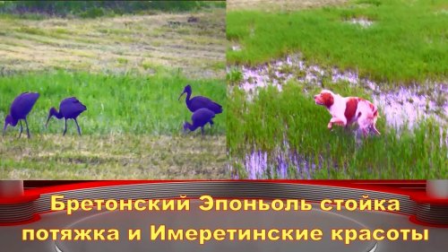 Бретонский Эпоньоль стойка потяжка и Имеретинские красоты