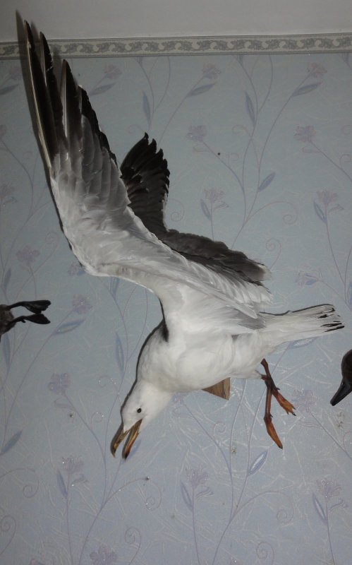 Сизая чайка