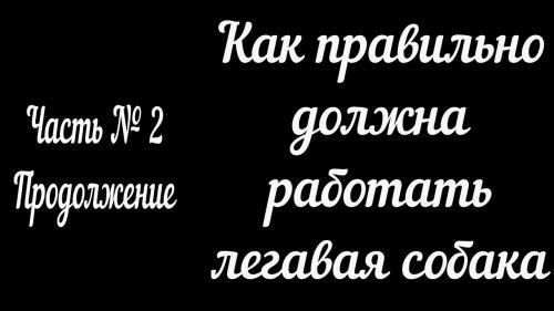 Как правильно должна работать легавая собака  2
