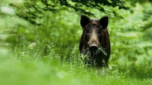 Охота на кабана с оленями. Охота с подхода и с вышки