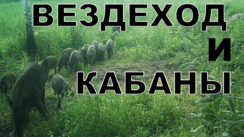 Вездеход мечты и нашествие кабанов mp4