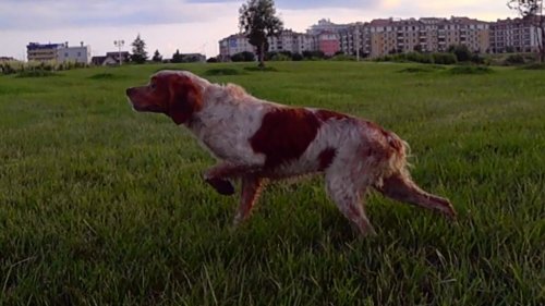 Бретонский Эпоньоль , грация и красота работы , легавой собаки в поле !!!