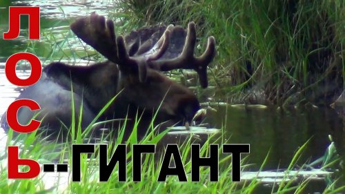Где скрываются лоси гиганты