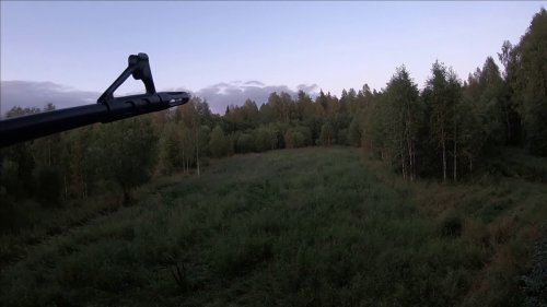 Охота на медведя на овсах