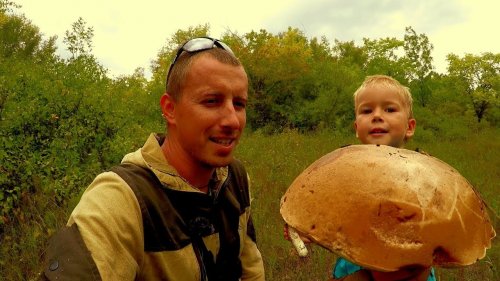 Грибы пошли. Очень много белых грибов и подосиновиков