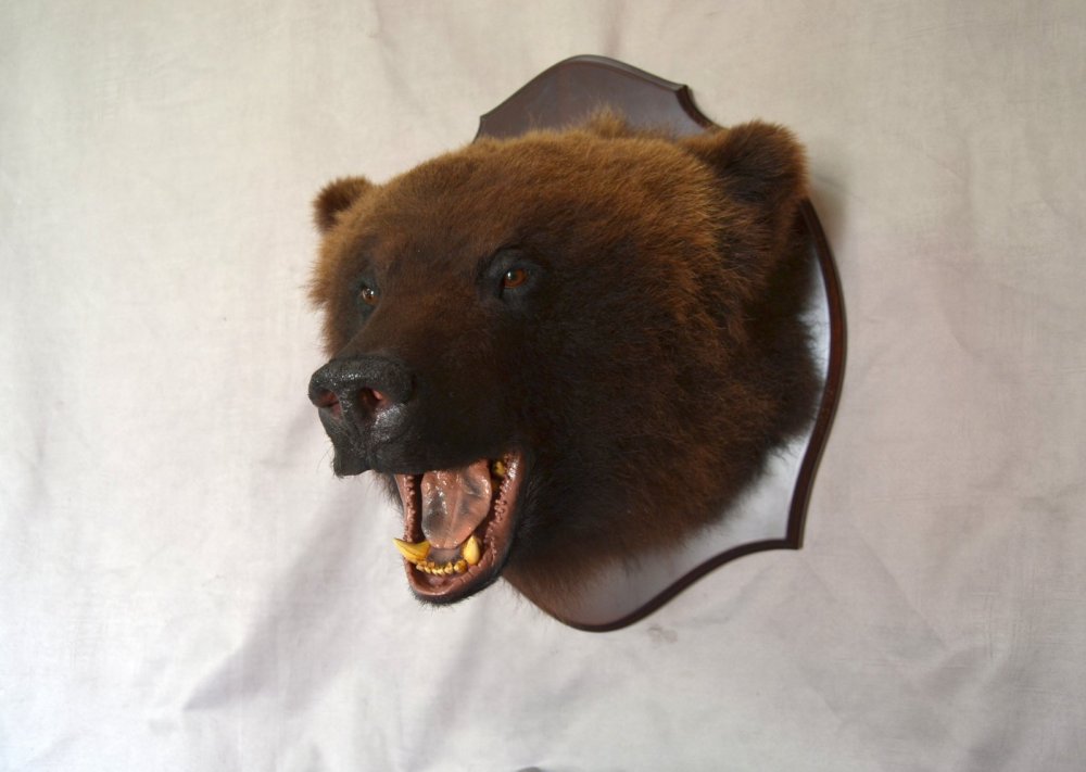 Трофейная голова медведя
