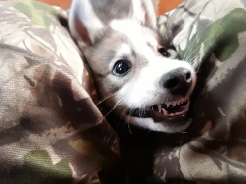 Шеф! Ты готов?!