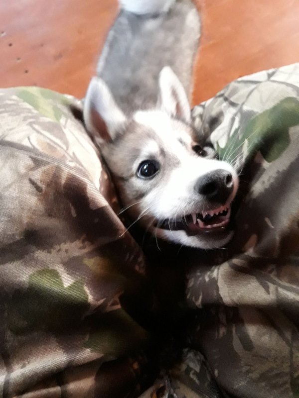 Шеф! Ты готов?!
