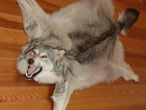 Canis lupus