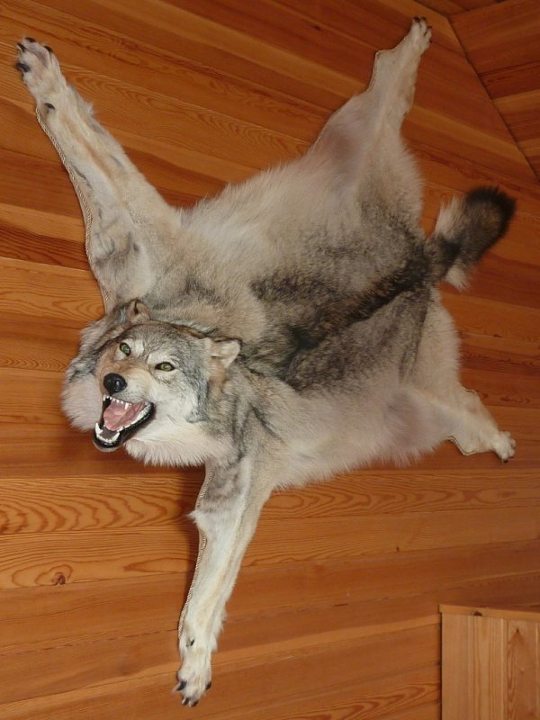 Canis lupus
