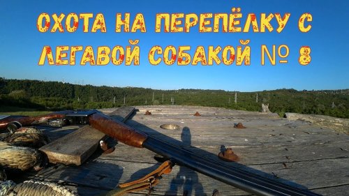 Охота на перепёлку с легавой собакой № 8