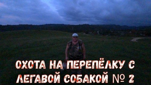 Охота на перепёлку с легавой собакой № 2