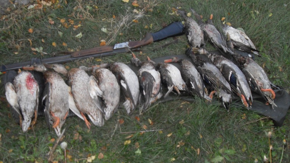 Сезон 2019 продолжается,-утки с подхода.