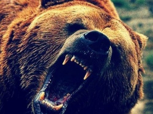 Минприроды опровергло данные о миграции хищника на Алтай