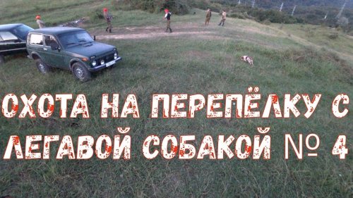 Охота на перепёлку с легавой собакой № 4
