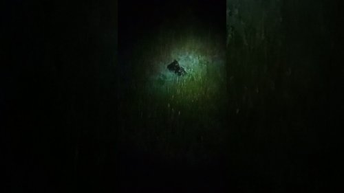 Медвежата на овсах