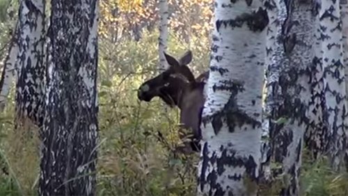 Лось на реву. Гон - 2019