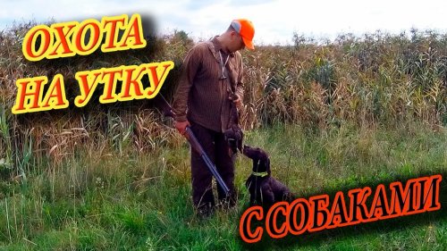 #Охота #Утка #Дичь Охота на утку с собаками. Охота с курцхаром. Открытие охоты на птицу. Лапунец