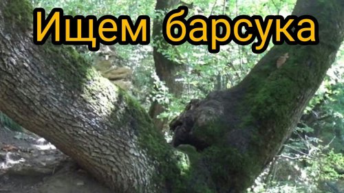 Ищем барсука! СКОРО ОТКРЫТИЕ СЕЗОНА ОХОТЫ!