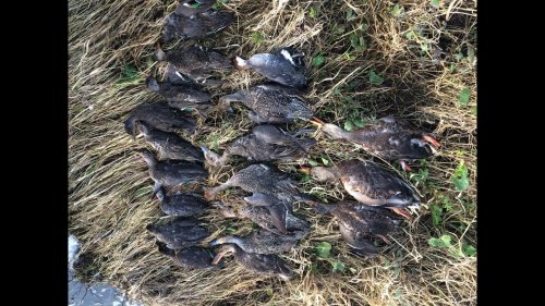 Охота на утку осень 2019. Часть 2 / duck hunting.