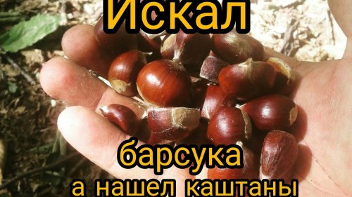Выезд перед открытием охот сезона. Искали барсука а нашли каштаны.