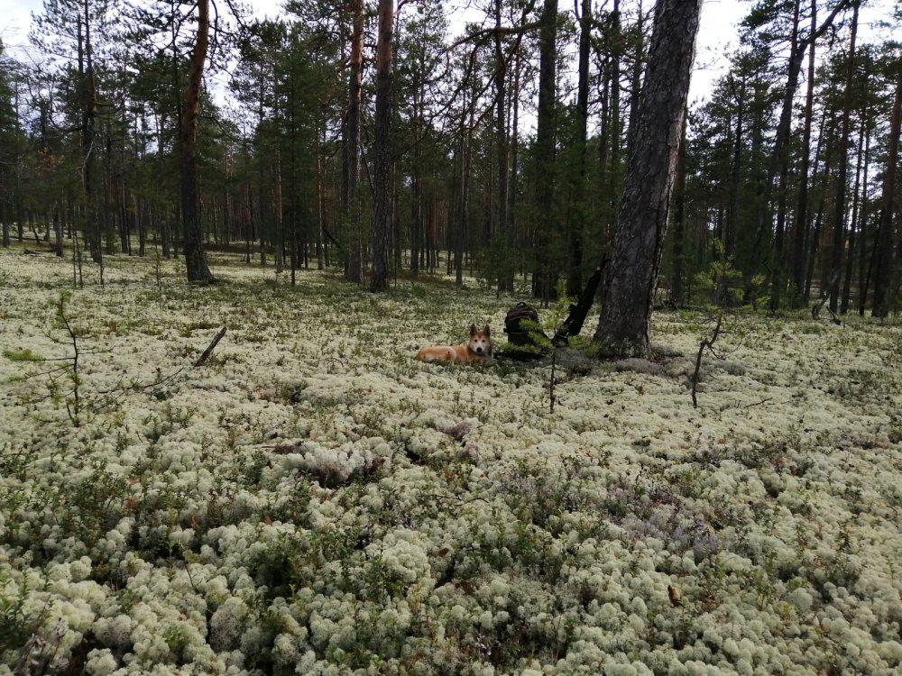 Беломошник