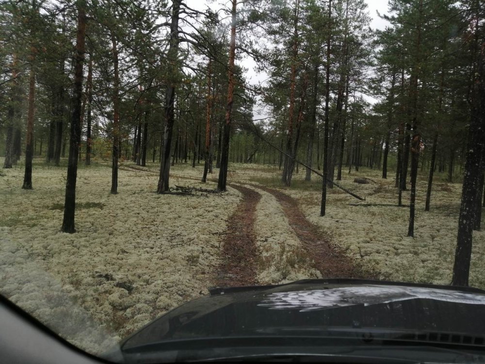 Сказочный сосновый бор!