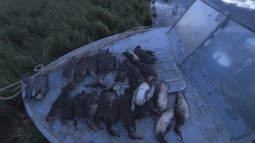 ОХОТА НА УТКУ /   Hunting ducks