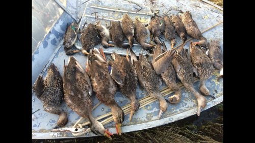 ОХОТА НА УТКУ ОСЕНЬ 2019  Часть 1.  Duck hunting.