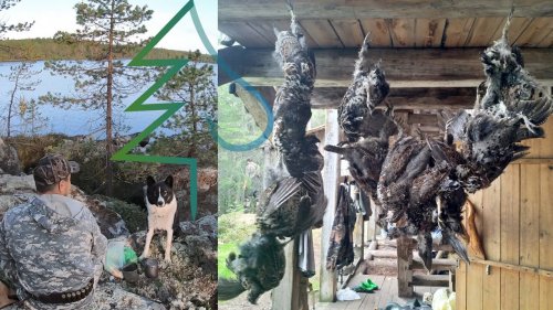 Охота на рябчика с лайкой в Карелии. Часть 3