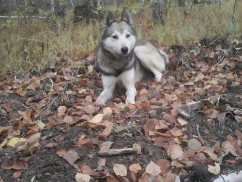 Волчок