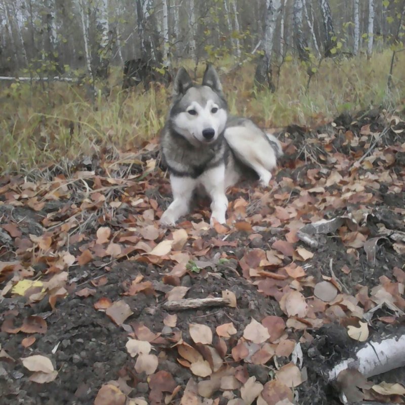 Волчок