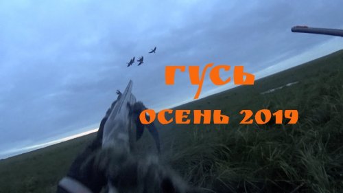 Охота на гуся осень 2019