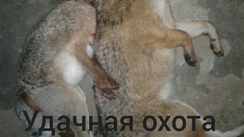Охота. Засидки дали результат.