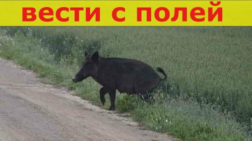Вести с полей 2019