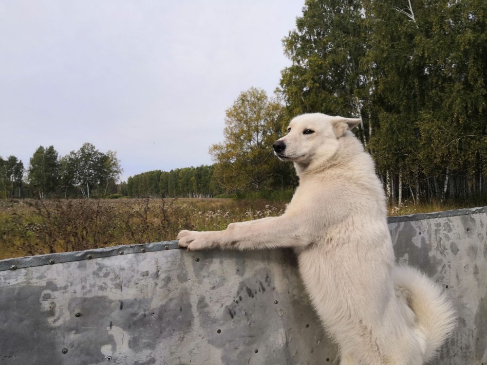 Каспер едет в тайгу :)