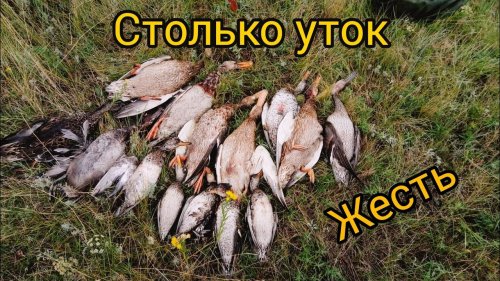 СТОЛЬКО МНОГО УТОК МЫ НЕ ОЖИДАЛИ В ТЕМНОТЕ!