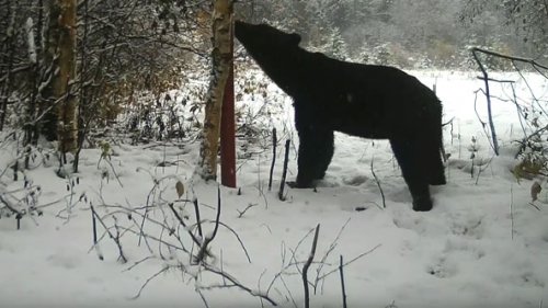 Продолжаем следить за новым медведем